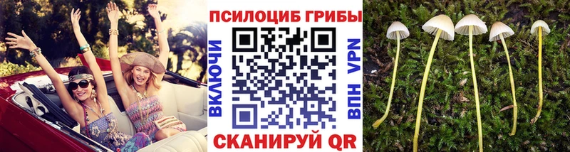 дарнет шоп  Шали  Галлюциногенные грибы Psilocybe 